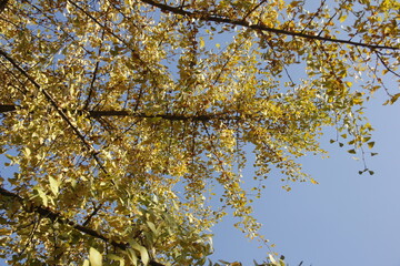 Autumn Tree Leaves and Branches isolated in sky