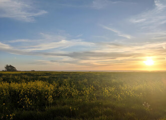 Naklejka na ściany i meble calming sunset serenity over fields and wildflowers 