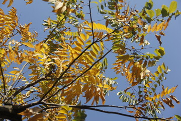 Autumn Tree Leaves and Branches isolated in sky