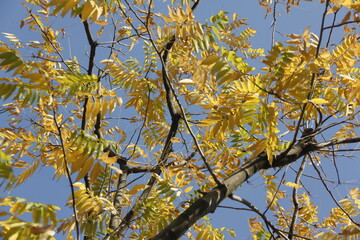 Autumn Tree Leaves and Branches isolated in sky