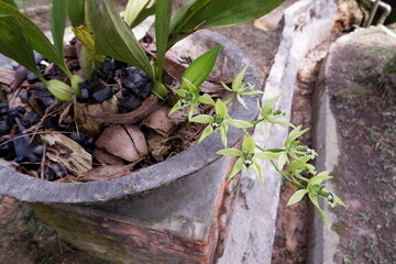 Selectively focus on anggrek hitam flowers or black orchids or Coelogyne pandurata is a species of orchid that grows in the Borneo forests of Kalimantan and is a rare flower