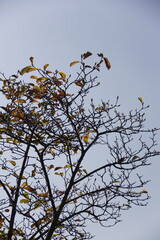 Autumn Tree Leaves and Branches isolated in sky