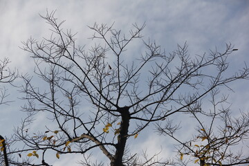 Autumn Tree Leaves and Branches isolated in sky
