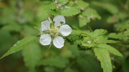 Rubus rosifolius (roseleaf bramble, Mauritius raspberry, thimbleberry, Vanuatu raspberry, lembutung gunung). The fruit is sweet and pleasant flavoured when grown with good soil moisture