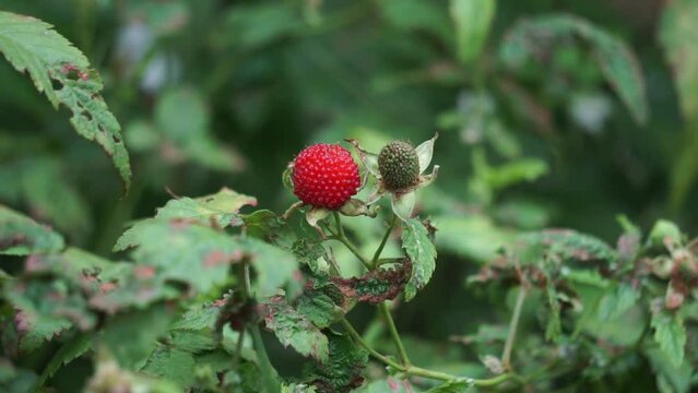 Rubus rosifolius (roseleaf bramble, Mauritius raspberry, thimbleberry, Vanuatu raspberry, lembutung gunung). The fruit is sweet and pleasant flavoured when grown with good soil moisture