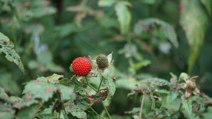 Rubus rosifolius (roseleaf bramble, Mauritius raspberry, thimbleberry, Vanuatu raspberry, lembutung...