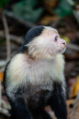 White Faced Monkeys in Costa Rica