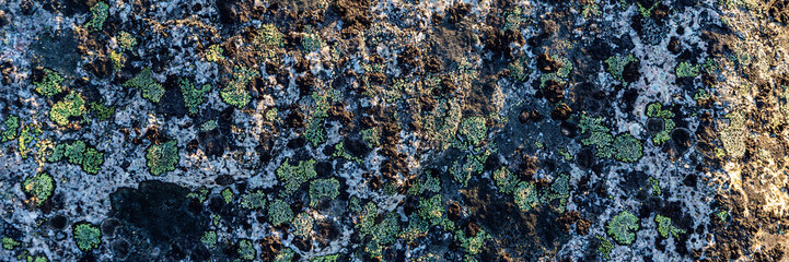 Natural texture of a stone covered with lichen. Lichenes patterns on a rock surface. Natural background. Closeup top view. The nature of the Arctic. Polar region.