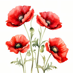 Obraz premium Red Poppies, watercolors, white background delicate floral illustration