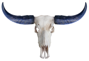 Buffalo skull, buffalo horn on white background,Buffalo skull isolate on white with clipping path.