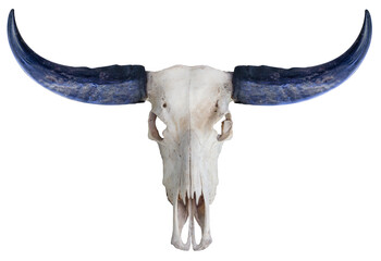 Buffalo skull, buffalo horn on white background,Buffalo skull isolate on white PNG File.
