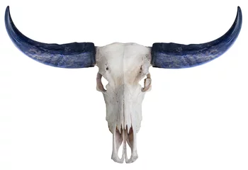 Papier Peint photo Buffle Buffalo skull, buffalo horn on white background,Buffalo skull isolate on white PNG File.
