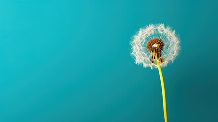 A single dandelion on green background in late summer generative ai