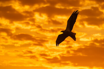 Fototapeta na wymiar Silhouette of Big Bird in the sky against the background of sunset