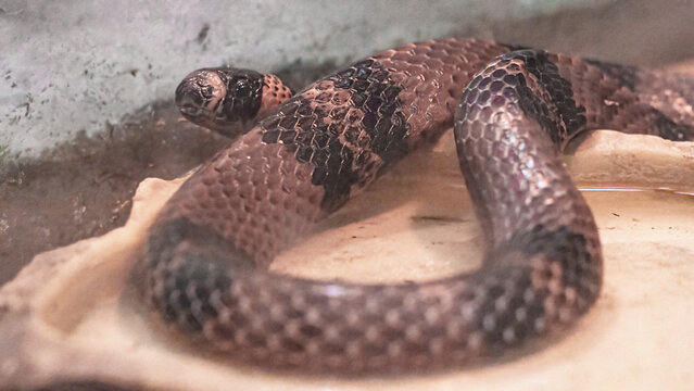 Oriental Dinodon, Lycodon orientalis, a species of snake of the algae family, in a terrarium close-up.