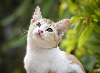 Fototapeta premium Adorable little cat sitting, cute kitten, Furry Cat, Beautiful Cat photo, Cat wallpaper, Cute kitty. White Cat sitting with blurred bokeh background
