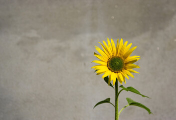 Beautiful Sunflower on Concrete Ash Gray Wall Texture Background and Sunny Day. Sunflower Wallpaper Close-up Macro.