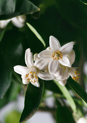 Closeup view of fresh white flowers and buds among dark green foliage of pomelo tree. (Citrus maxima) Gardening or indoor plants concept.