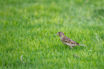 House Sparrow on grass at lodge in desert, Bitterwasser,  Namibia