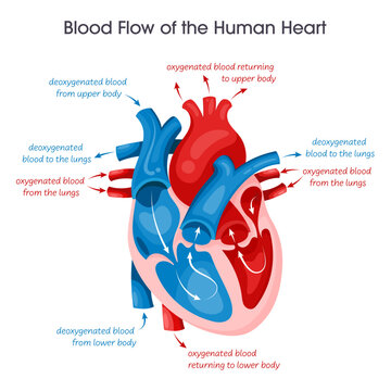 Blood flow of a human heart vector illustration educational diagram