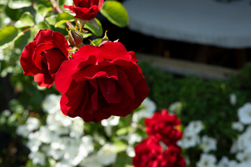 rose blume floral