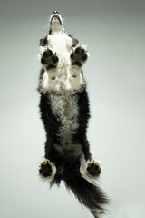 perspektive hund border colly froschperspektive tier