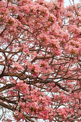 Fototapeta premium pink cherry blossom