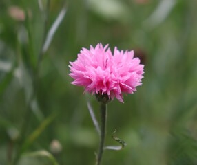 close up of pink cornflower