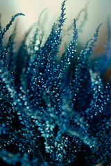 Abstract vertical background of blue Calluna heather with natural light. Selective focus. Background concept, abstract and nature