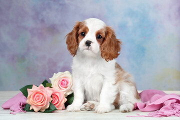 Cute little cavalier king charles spaniel puppy with flowers
