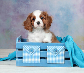 Cute little puppy cavalier king charles spaniel in a blue box
