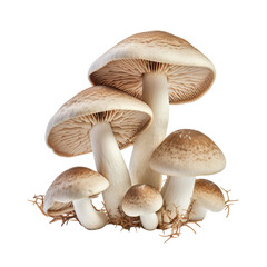 champignons isolated on a white background with clipping path.