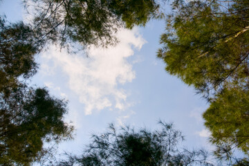 sky and trees copy space background 