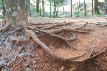 roots in the forest