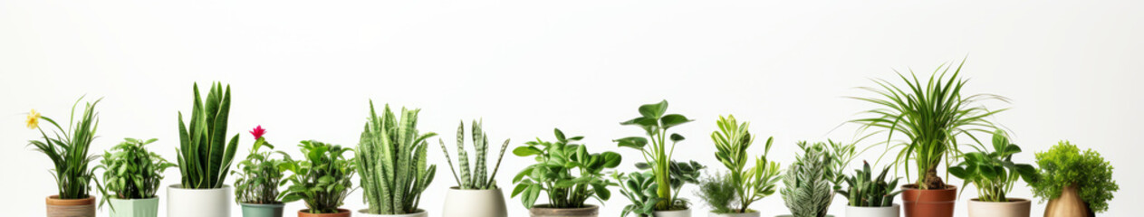 Assortment of houseplants in pots on white background banner