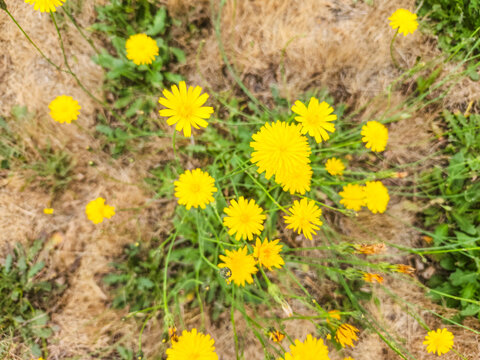 Narrowleaf hawksbeard