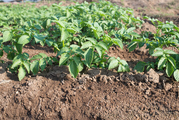 Potato tree close up shot