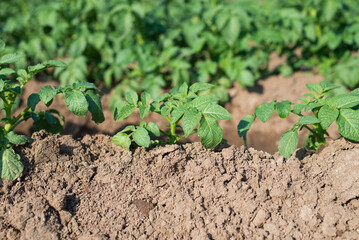 Potato tree close up shot