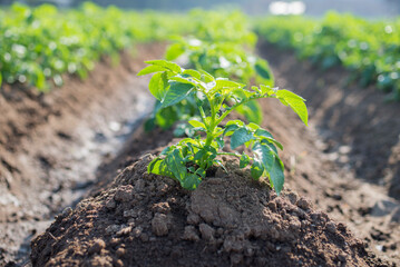Potato tree close up shot