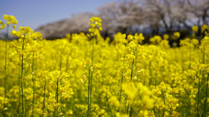 Obraz premium 藤原宮跡の菜の花