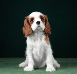 Cute cavalier king charles spaniel puppy on a green background