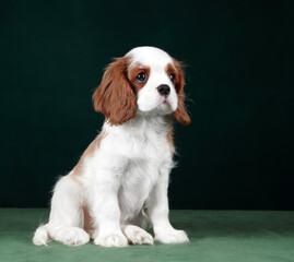 Cute cavalier king charles spaniel puppy on a green background