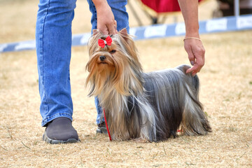 Yorkshire Terrier in show coat. A man exposes a dog to be shown to the judges