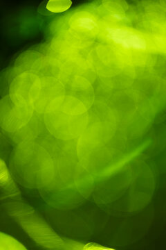 green blur background, holiday texture