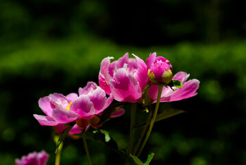 Obraz premium ボタン