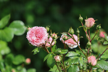 Beautiful pink english climbing roses in bright sunshine in the perennial cottage garden in summer.