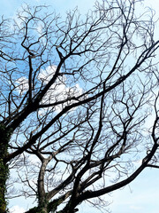 Dried poplar tree, beautiful blue sky with white clouds background