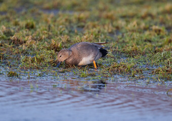 Ente beim grasen auf einer nassen Wiese