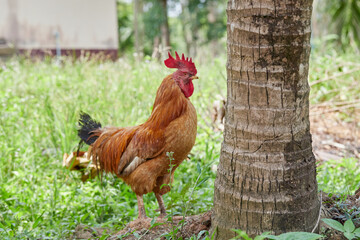 rooster in the garden