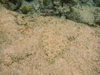 【グアム】海中の砂底に擬態したヒラメ